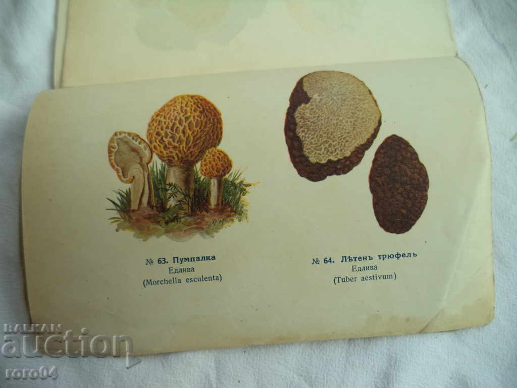 POWDER AND EDIBLE MUSHROOMS - 1941 - 6 POWDER AND EDIBLE MUSHROOMS - 1941 - 6