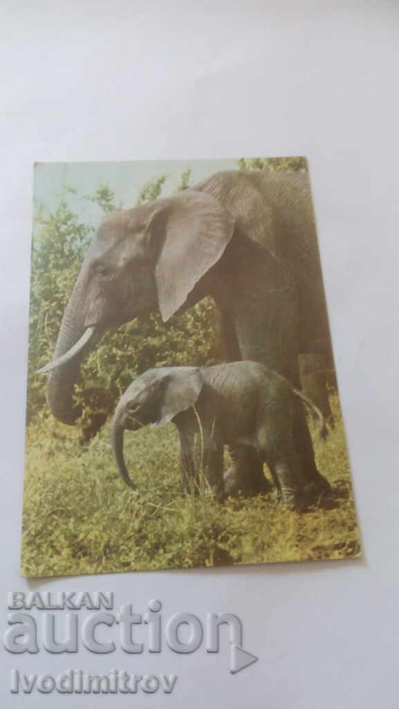 Пощенска картичка African Fauna Elephant and calf