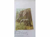 Postcard African Fauna Elephant and calf