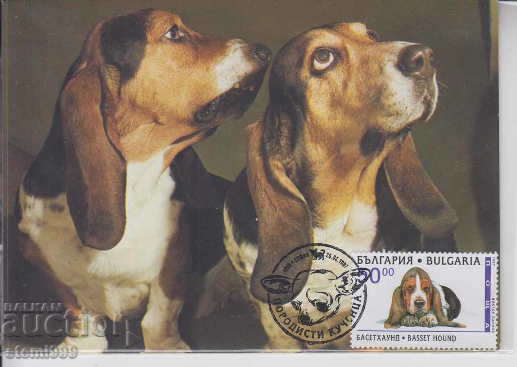 Καρτ ποστάλ μέγιστη σκυλιά Πανίδα