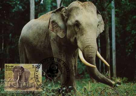 WWF Script Card Maximum Sri Lanka Elephants 1986