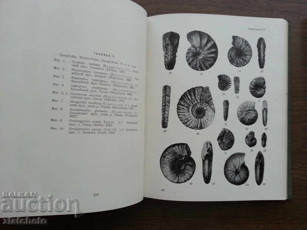 Παράδοση Βασικές αρχές της Παλαιοντολογίας σε 15 τόμους. Τόμος 6 Παράδοση Βασικές αρχές της Παλαιοντολογίας σε 15 τόμους. Τόμος 6