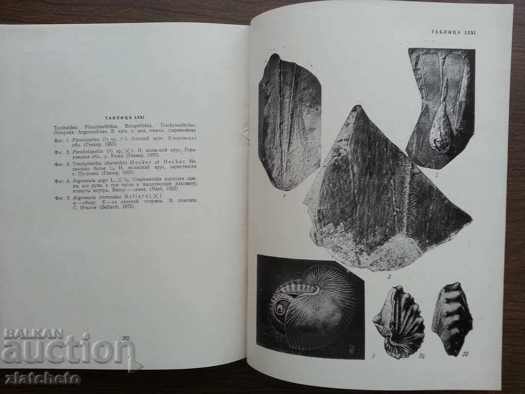 Βασικές αρχές της Παλαιοντολογίας σε 15 τόμους. Τόμος 6 - 5 Βασικές αρχές της Παλαιοντολογίας σε 15 τόμους. Τόμος 6 - 5