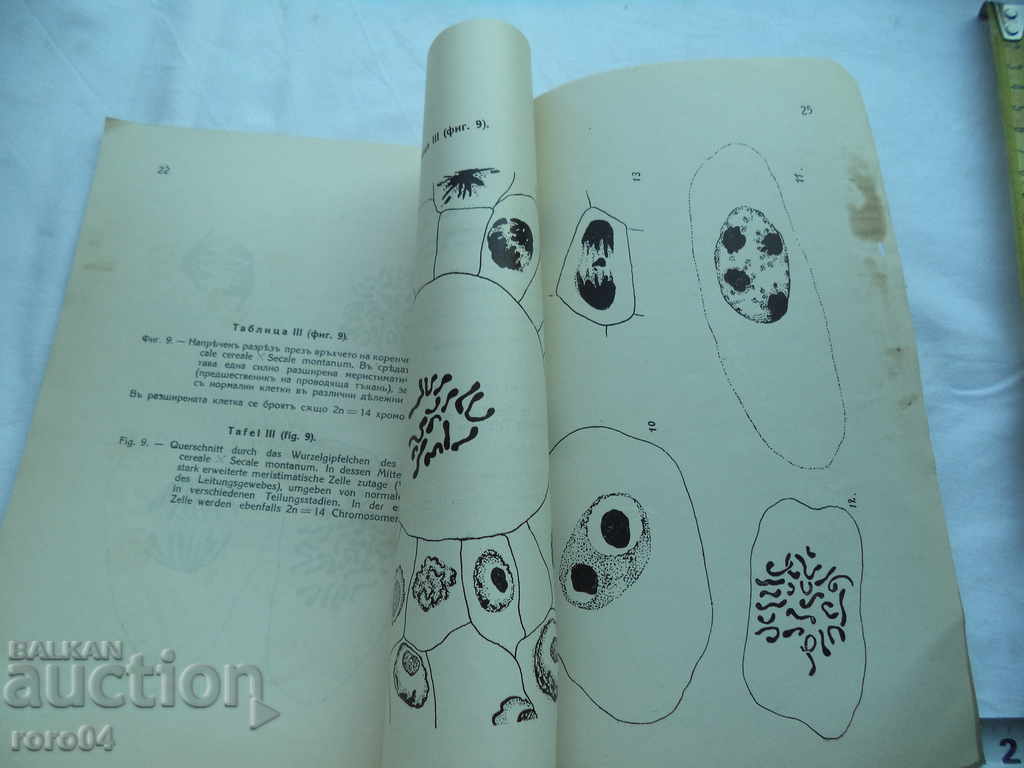 CONTRIBUTION TO CYTOGENETIC STUDIES ON HYBRIDS - 5 CONTRIBUTION TO CYTOGENETIC STUDIES ON HYBRIDS - 5