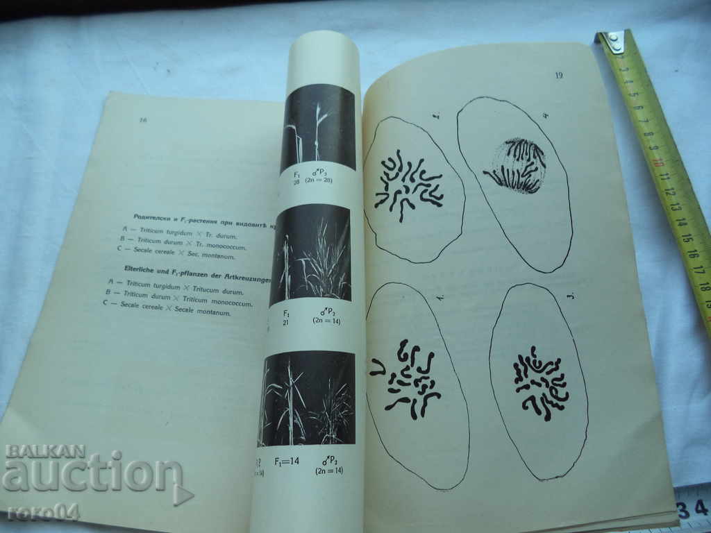 CONTRIBUTION TO CYTOGENETIC STUDIES ON HYBRIDS - 6 CONTRIBUTION TO CYTOGENETIC STUDIES ON HYBRIDS - 6