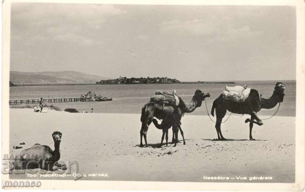 Carte veche - Nessebar, Camelli pe plajă