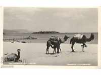 Carte veche - Nessebar, Camelli pe plajă