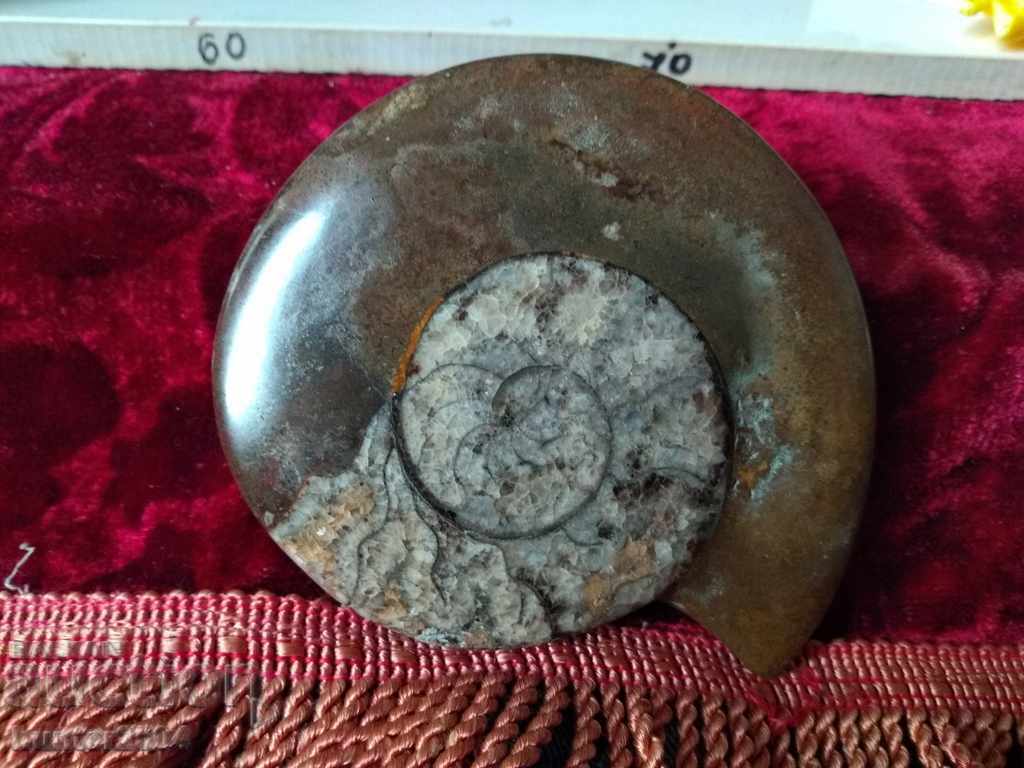 Ammonite fossil size diam. 110mm, magnificent.