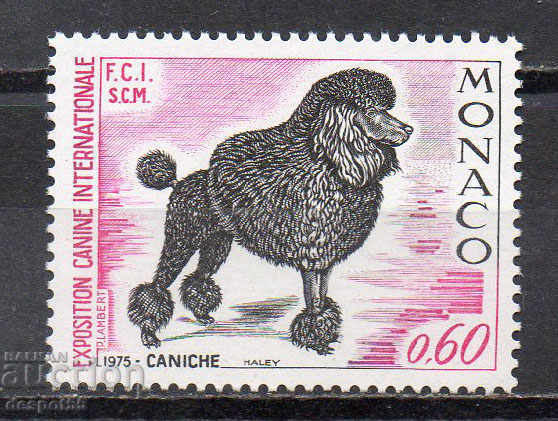 1975. Μονακό. Διεθνές Σκυλί, Μόντε Κάρλο.