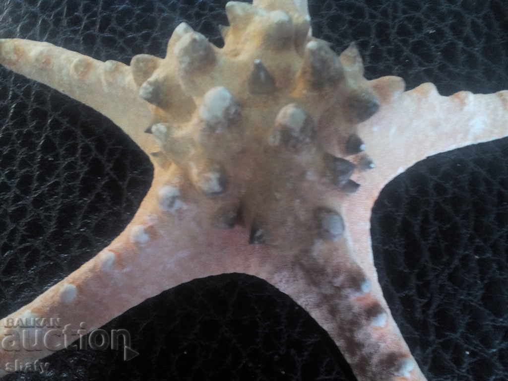 αστερίας με τιμή 15.00 BGN | € 7.67 αστερίας με τιμή 15.00 BGN | € 7.67