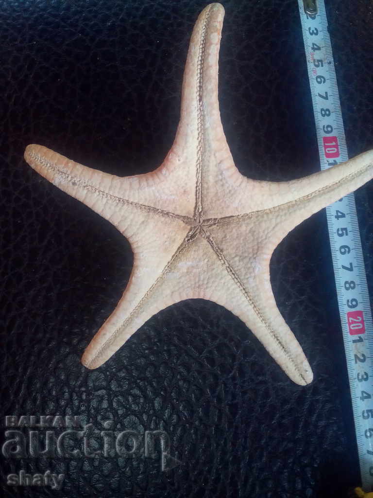 Δημοπρασία αστερίας Δημοπρασία αστερίας