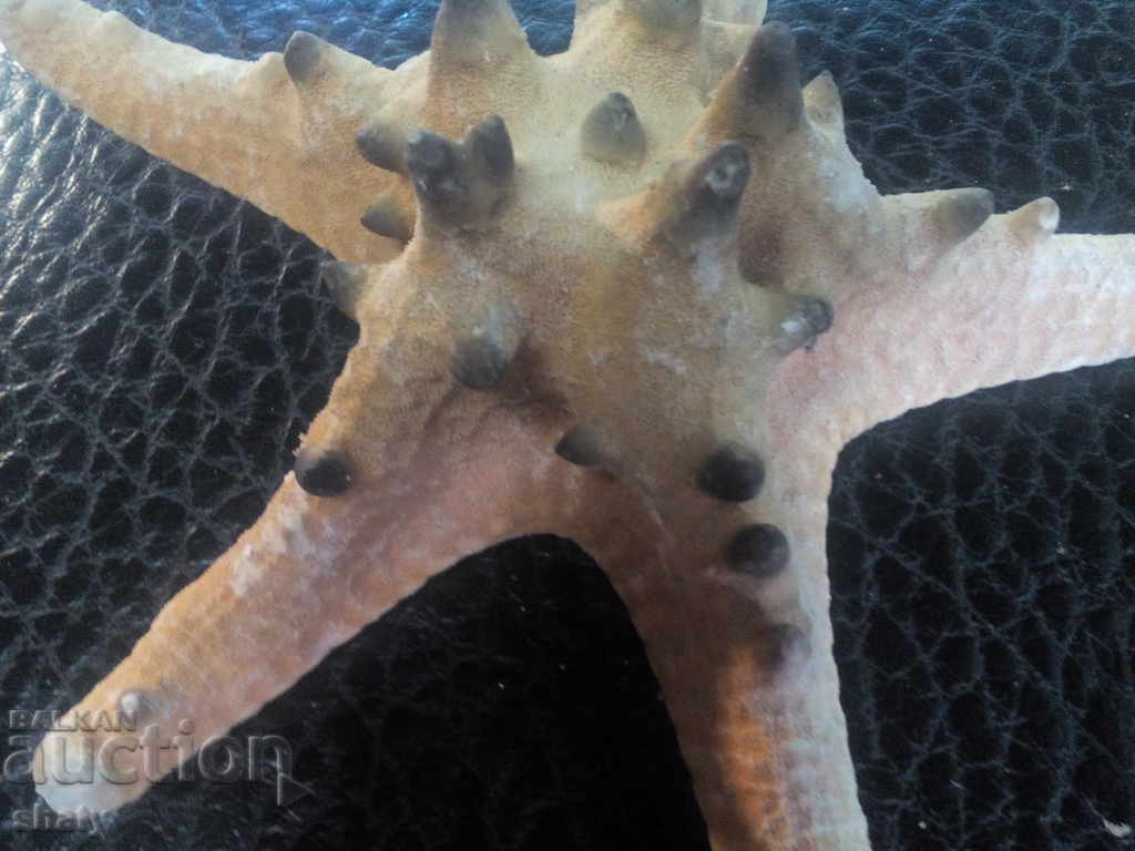 Starfish with price 15.00 BGN | € 7.67 Starfish with price 15.00 BGN | € 7.67
