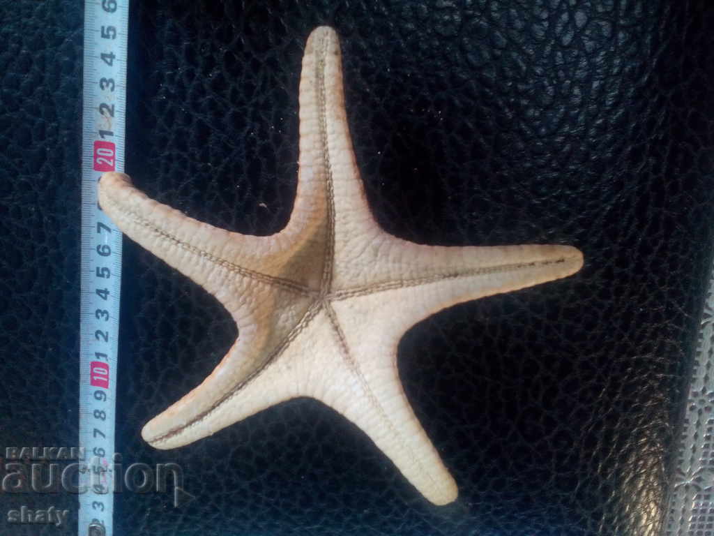 Auction Starfish Auction Starfish
