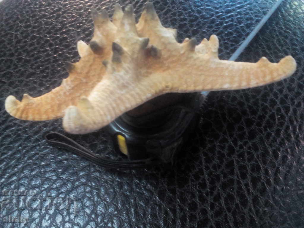 Starfish - 5 Starfish - 5