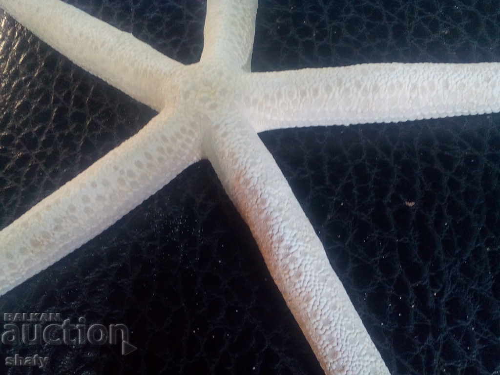 Starfish with price 15.00 BGN | € 7.67 Starfish with price 15.00 BGN | € 7.67