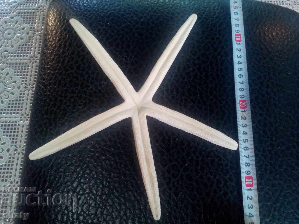 Auction Starfish Auction Starfish