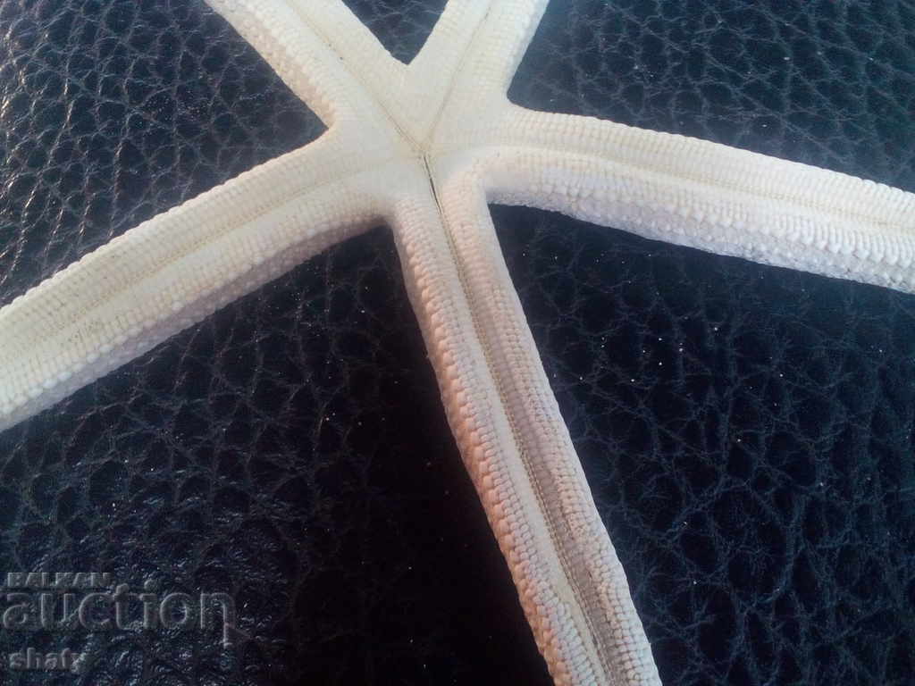 Delivery of Starfish Delivery of Starfish