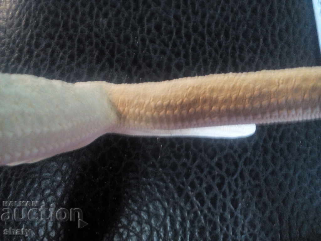 Starfish - 5 Starfish - 5