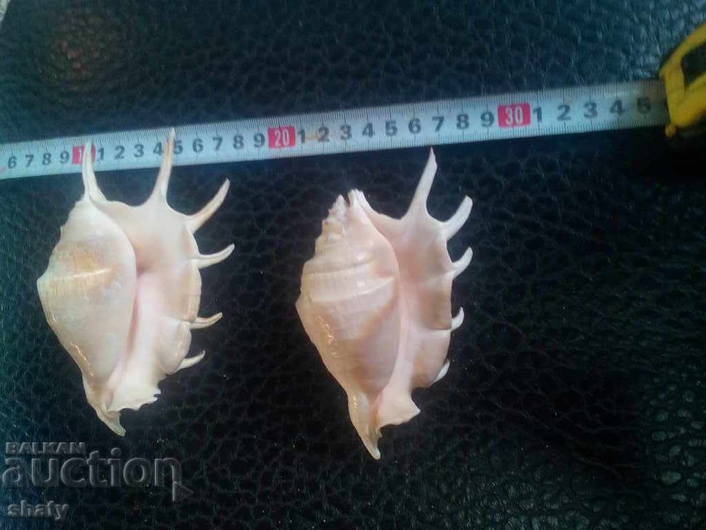 Sea snails. Rapani with price 20.00 BGN | € 10.23 Sea snails. Rapani with price 20.00 BGN | € 10.23