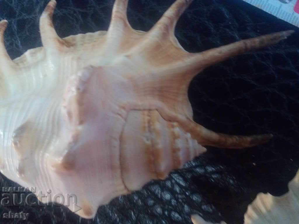 Auction Sea snails. Rapani Auction Sea snails. Rapani