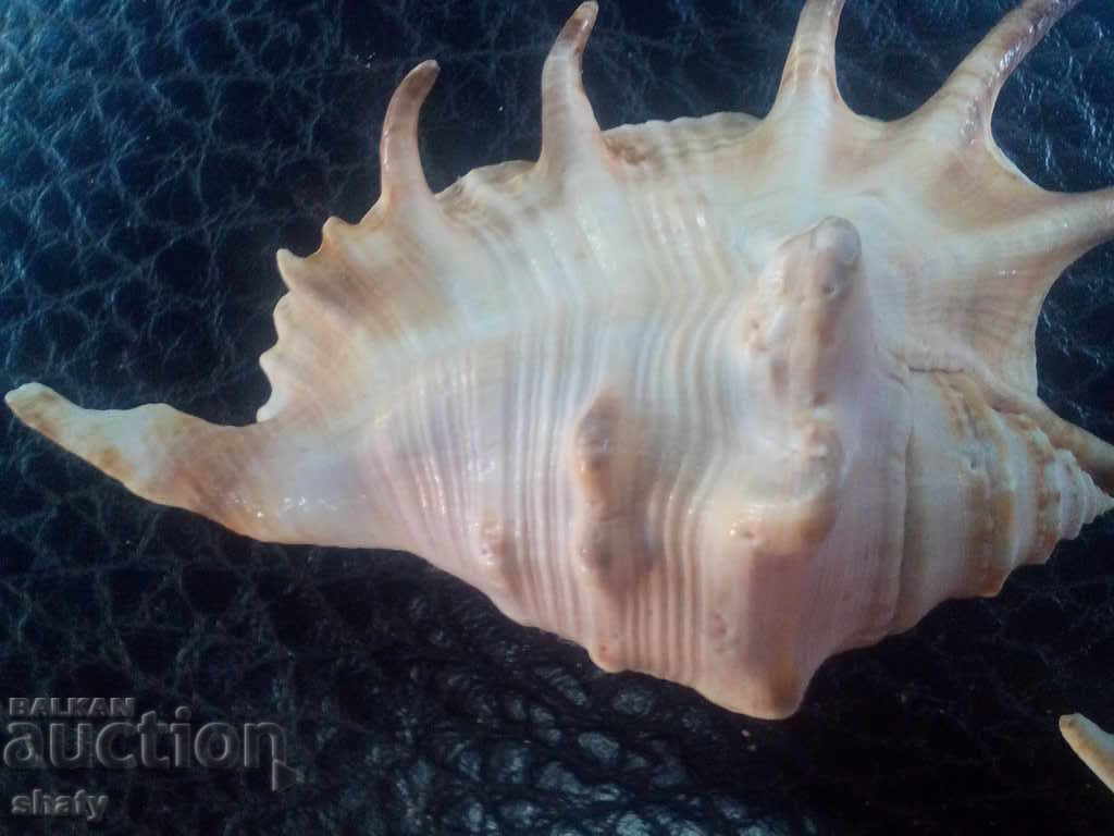 Delivery of Sea snails. Rapani Delivery of Sea snails. Rapani