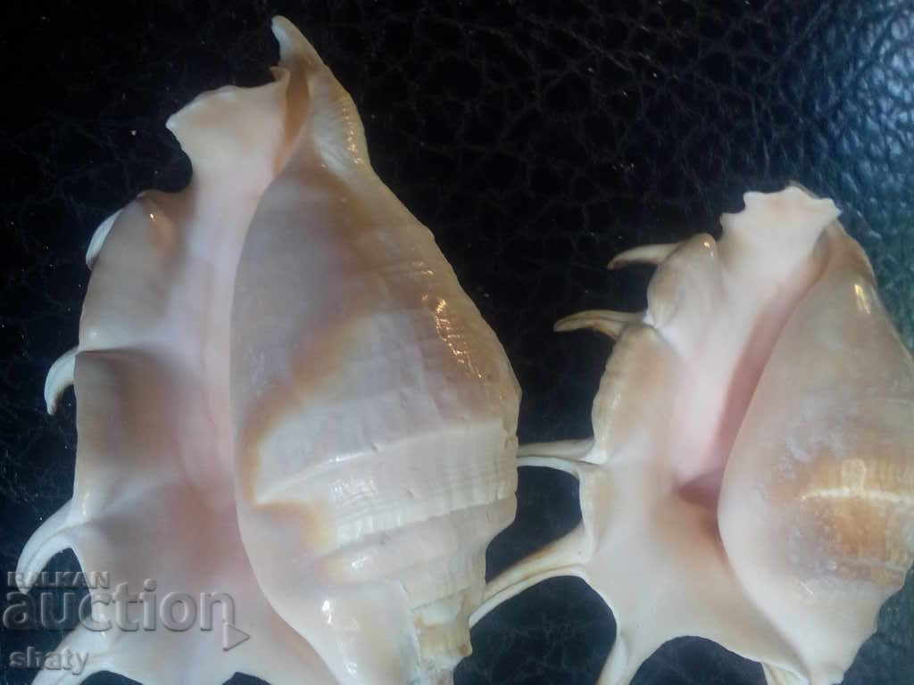 Sea snails. Rapani - 5 Sea snails. Rapani - 5