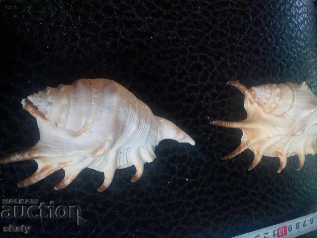 Sea snails. Rapani - 6 Sea snails. Rapani - 6