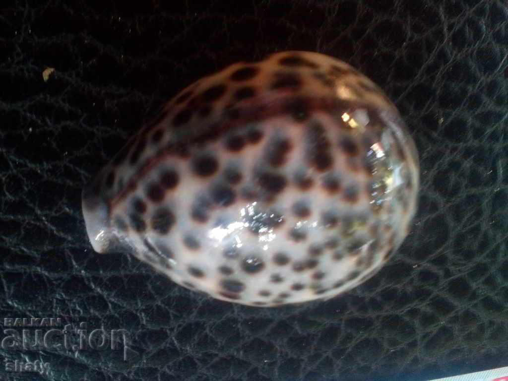 Sea snail. Rapan with price 10.00 BGN | € 5.11 Sea snail. Rapan with price 10.00 BGN | € 5.11