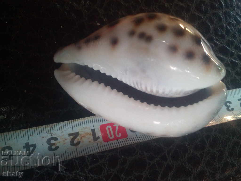 Auction Sea snail. Rapan Auction Sea snail. Rapan