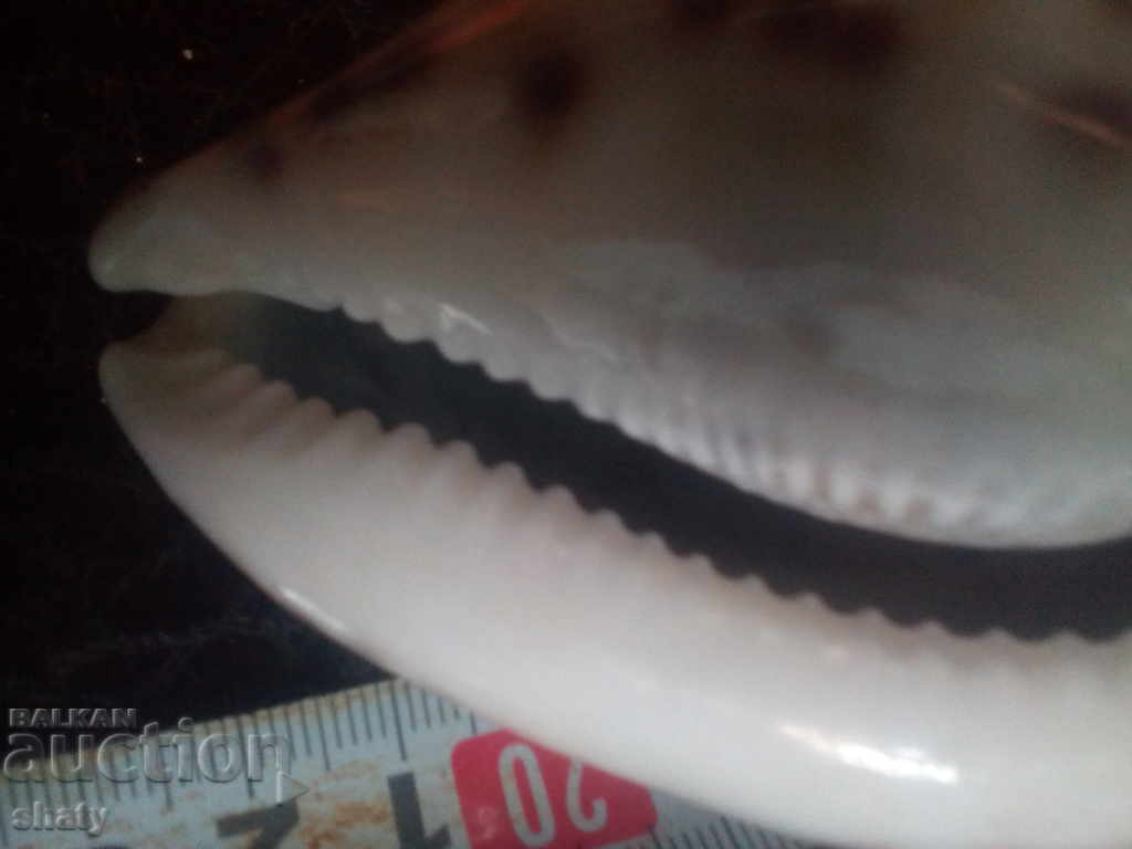 Delivery of Sea snail. Rapan Delivery of Sea snail. Rapan