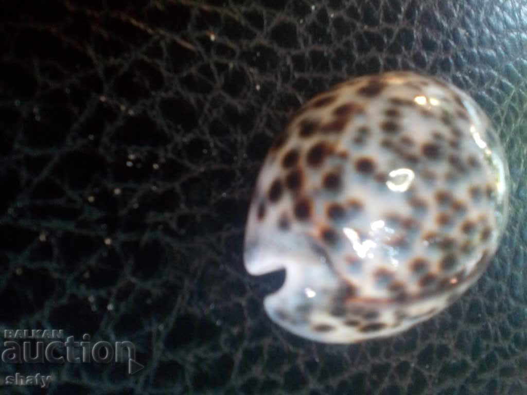 Sea snail. Rapan - 5 Sea snail. Rapan - 5