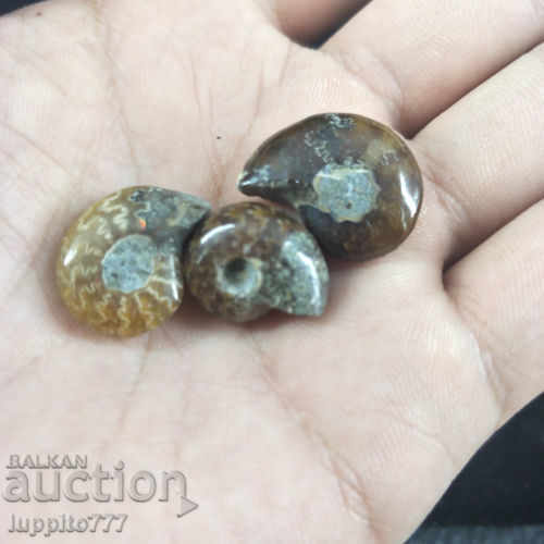 fosile ammonite naturale marine opuse 3 bucăți cu preț 69.00 BGN | € 35.28 fosile ammonite naturale marine opuse 3 bucăți cu preț 69.00 BGN | € 35.28