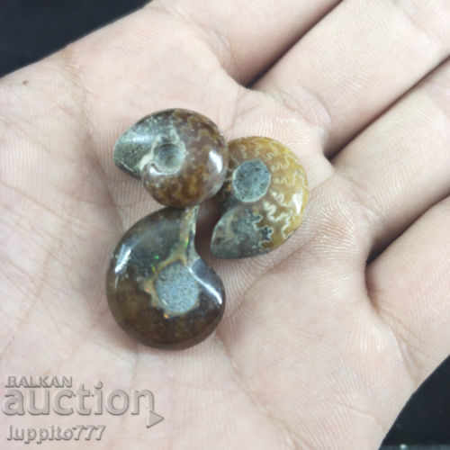 Livrarea fosile ammonite naturale marine opuse 3 bucăți Livrarea fosile ammonite naturale marine opuse 3 bucăți