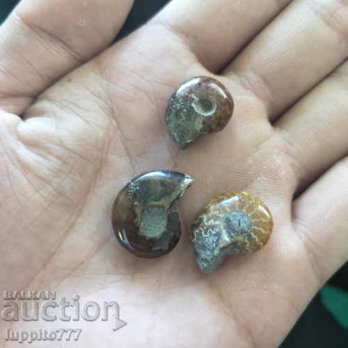 fosile ammonite naturale marine opuse 3 bucăți - 5 fosile ammonite naturale marine opuse 3 bucăți - 5