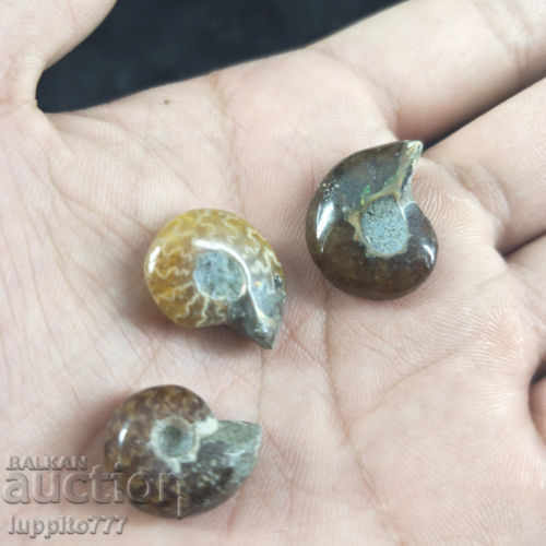 fossil ammonite natural marine opposed 3 pieces