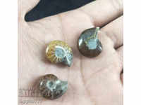 fosile ammonite naturale marine opuse 3 bucăți