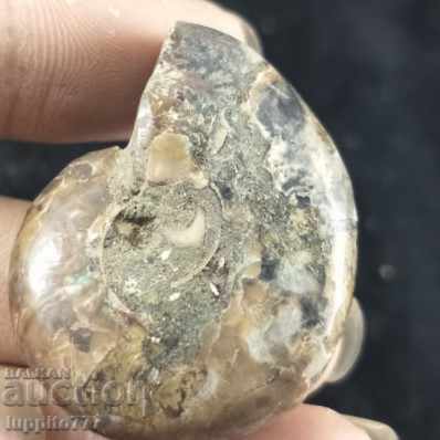 fossil ammonite natural marine opalised with price 49.99 BGN | € 25.56 fossil ammonite natural marine opalised with price 49.99 BGN | € 25.56