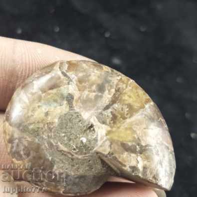 Auction fossil ammonite natural marine opalised Auction fossil ammonite natural marine opalised