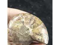 fosile ammonite naturale marine opalised