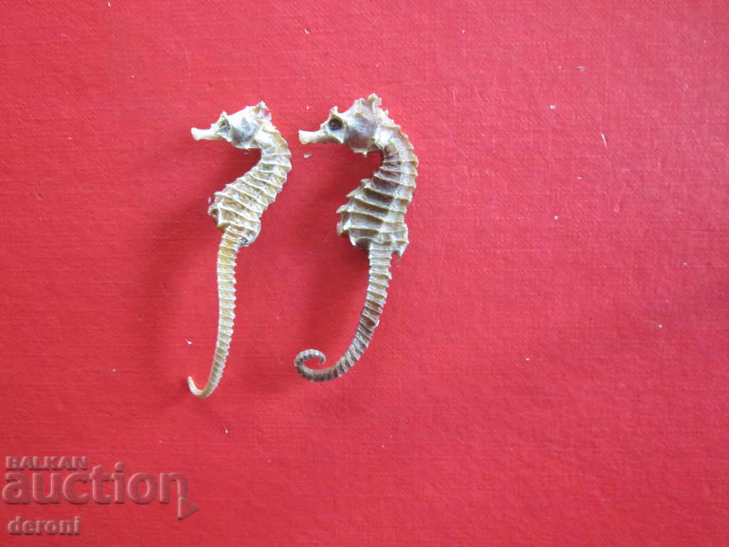Fishing hunting trophy sea horse sea horse with price 10.00 BGN | € 5.11