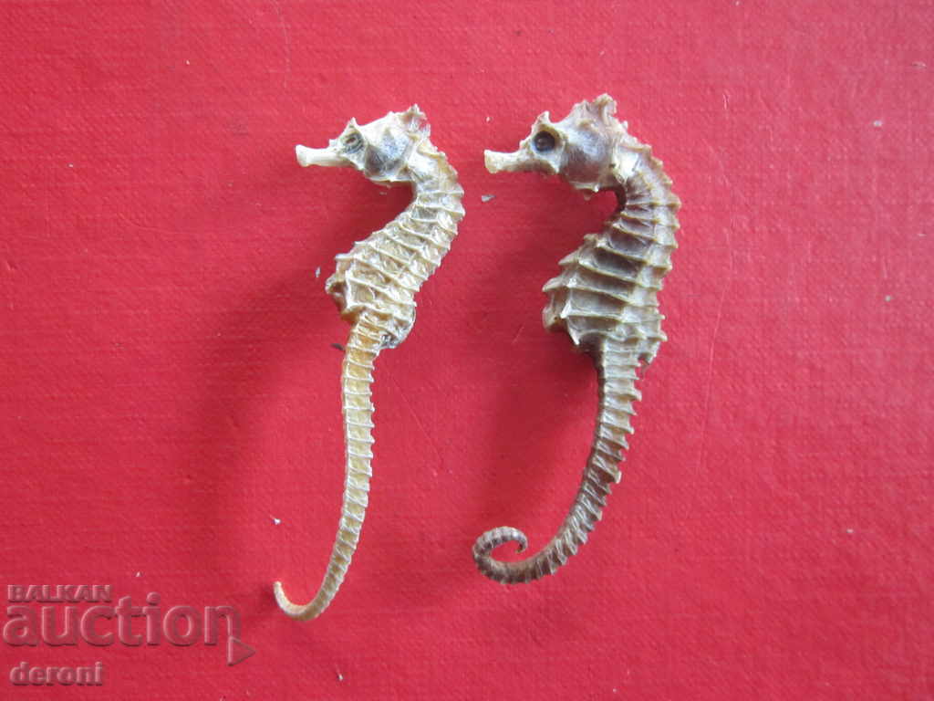Auction  Fishing hunting trophy sea horse sea horse