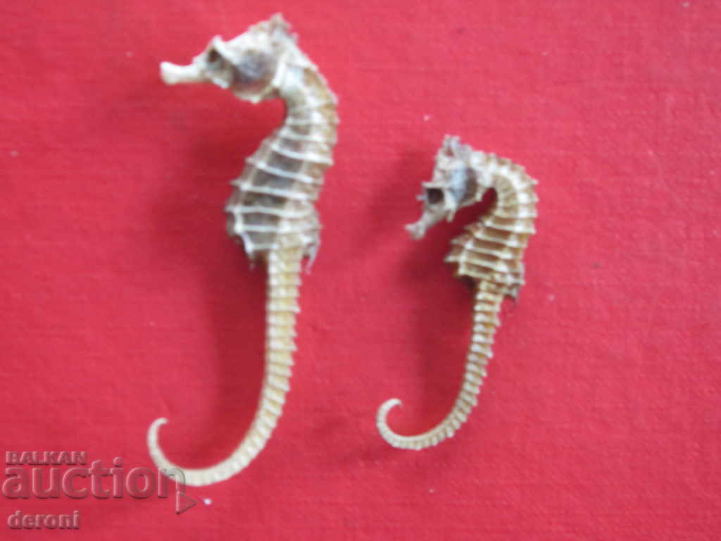 Fishing hunting trophy sea horse sea horse 2 with price 10.00 BGN | € 5.11 Fishing hunting trophy sea horse sea horse 2 with price 10.00 BGN | € 5.11