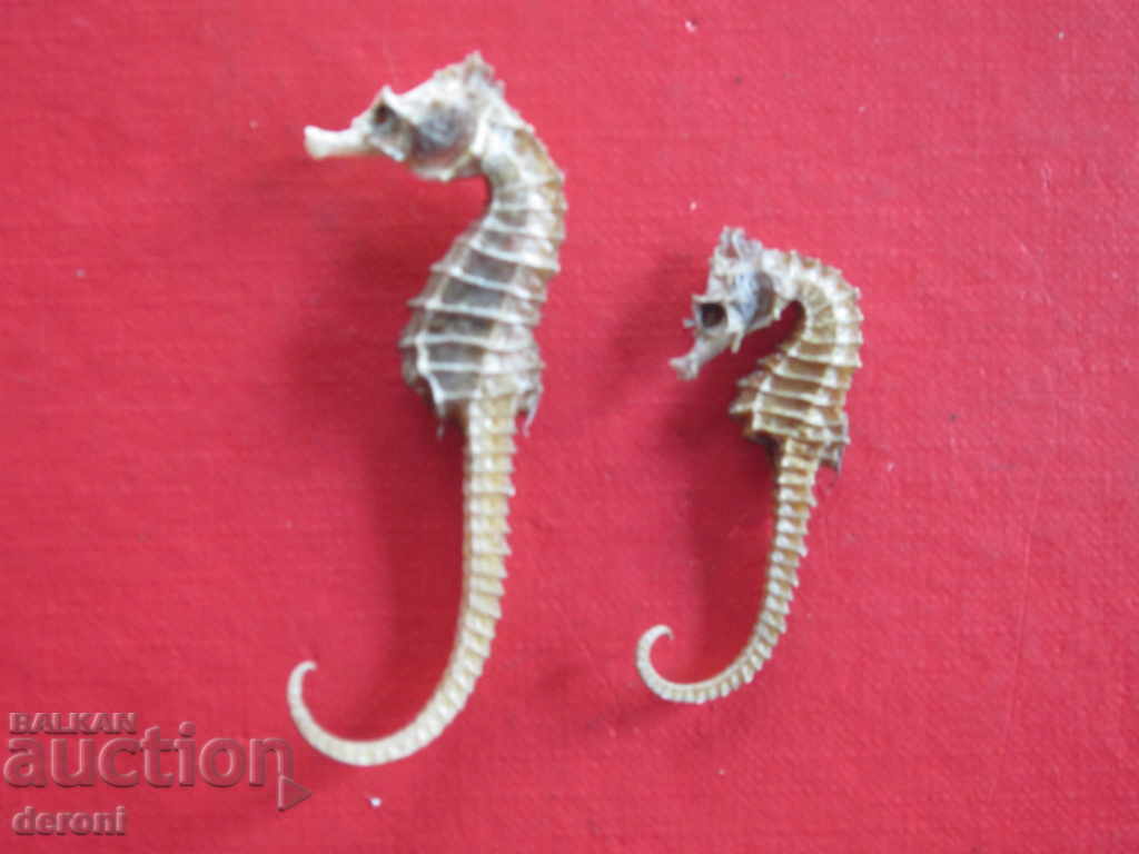 Auction Fishing hunting trophy sea horse sea horse 2 Auction Fishing hunting trophy sea horse sea horse 2