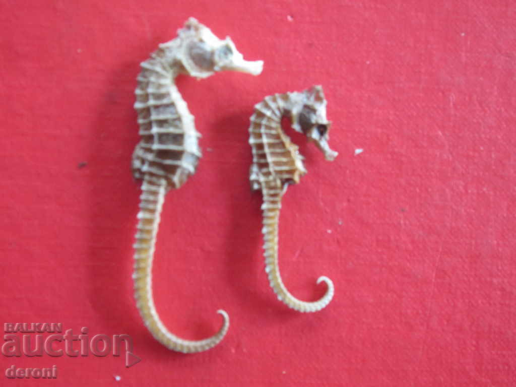 Delivery of Fishing hunting trophy sea horse sea horse 2 Delivery of Fishing hunting trophy sea horse sea horse 2