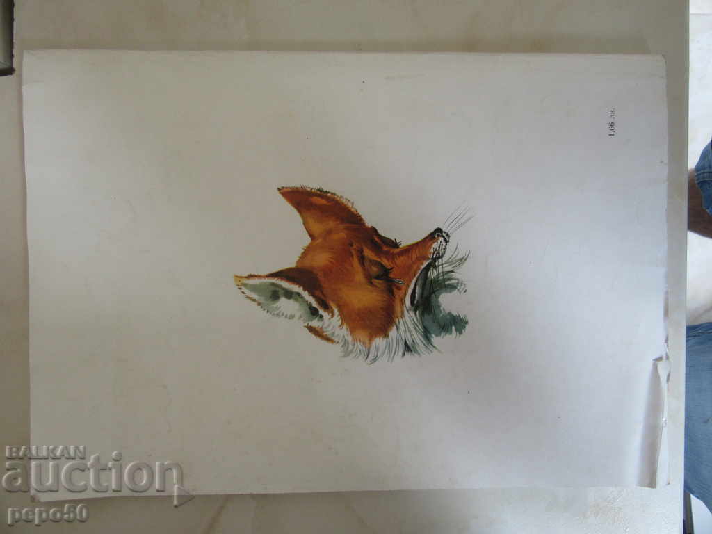 AVENTURILE Pinocchio - K. Collodi -1980 / 33,5x 23,5 cm / - 5 AVENTURILE Pinocchio - K. Collodi -1980 / 33,5x 23,5 cm / - 5