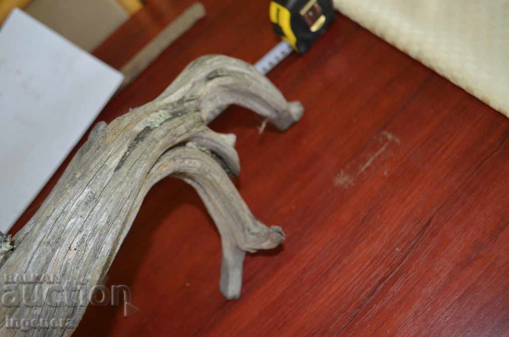 Sagetatorul, un copac natural al muntelui, desigur - 6