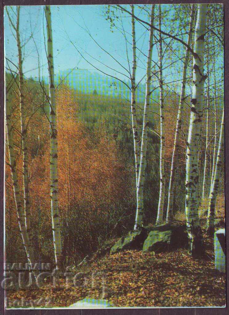 Autumn in the Mountains, D-8159-A, 1976, clean