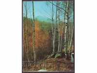 Есен в планината, Д-8159-А, 1976 г., чиста