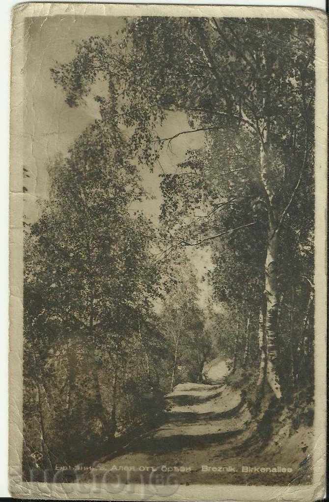 Old card, Breznik