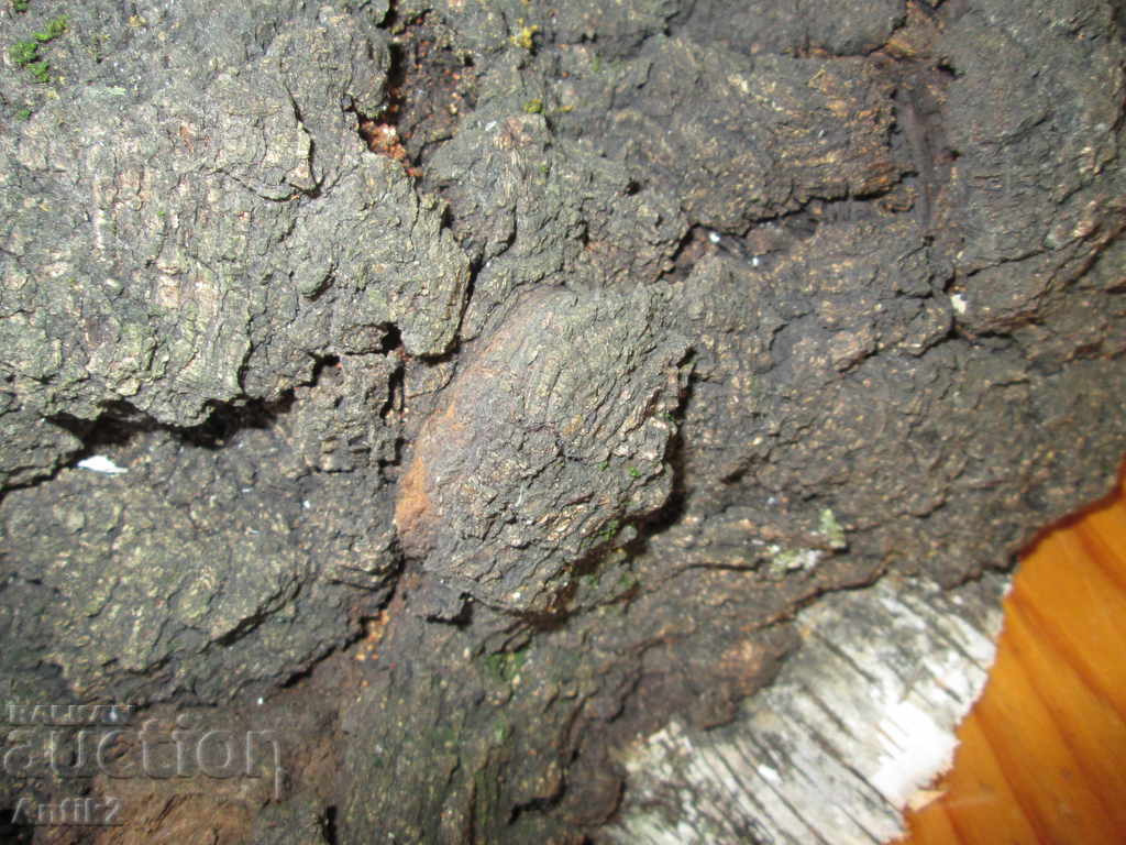 Delivery of Unique sponge size DRESS -12kg. "The Diamond of the Forest" Delivery of Unique sponge size DRESS -12kg. "The Diamond of the Forest"